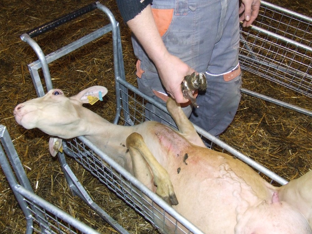 Fixačná klietka na strihanie paznechtov oviec a kôz